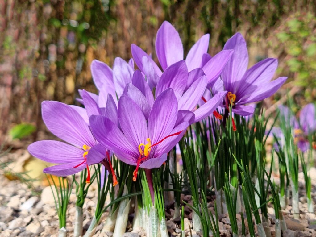 roshan herbals saffron flower